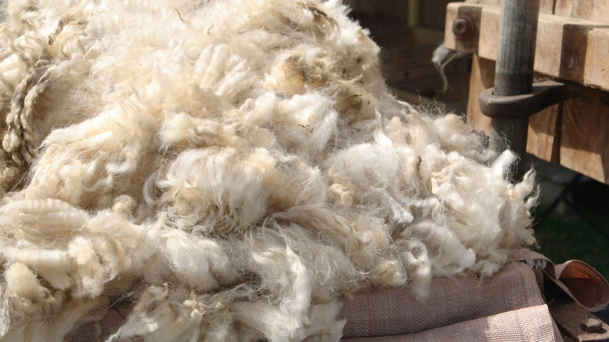 Raw sheep's wool before spinning